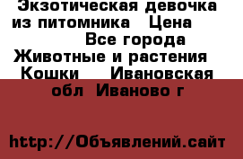 Экзотическая девочка из питомника › Цена ­ 25 000 - Все города Животные и растения » Кошки   . Ивановская обл.,Иваново г.